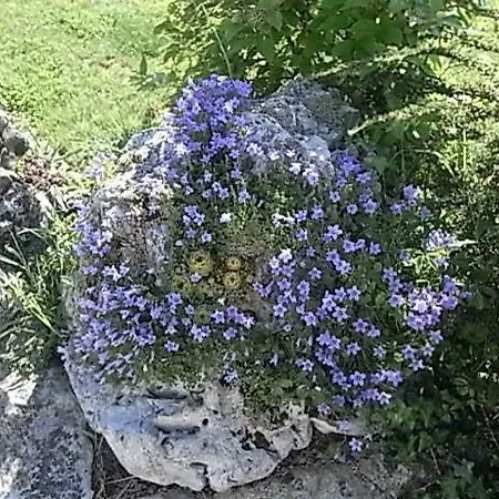 Lisetta