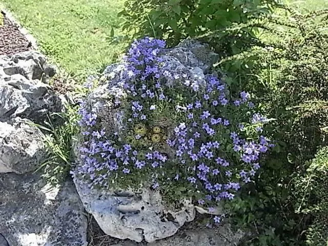 Lisetta